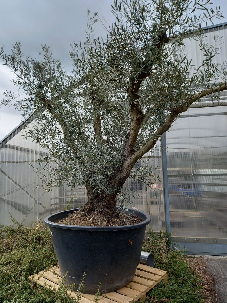 Arbre Arbre