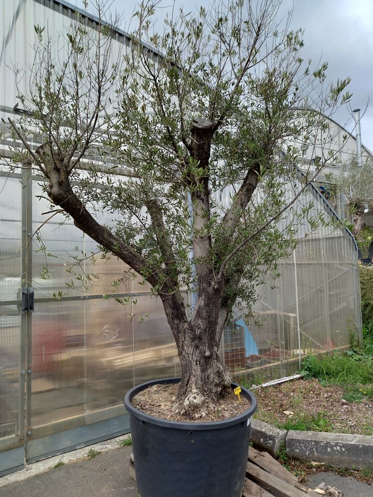 Arbre Arbre