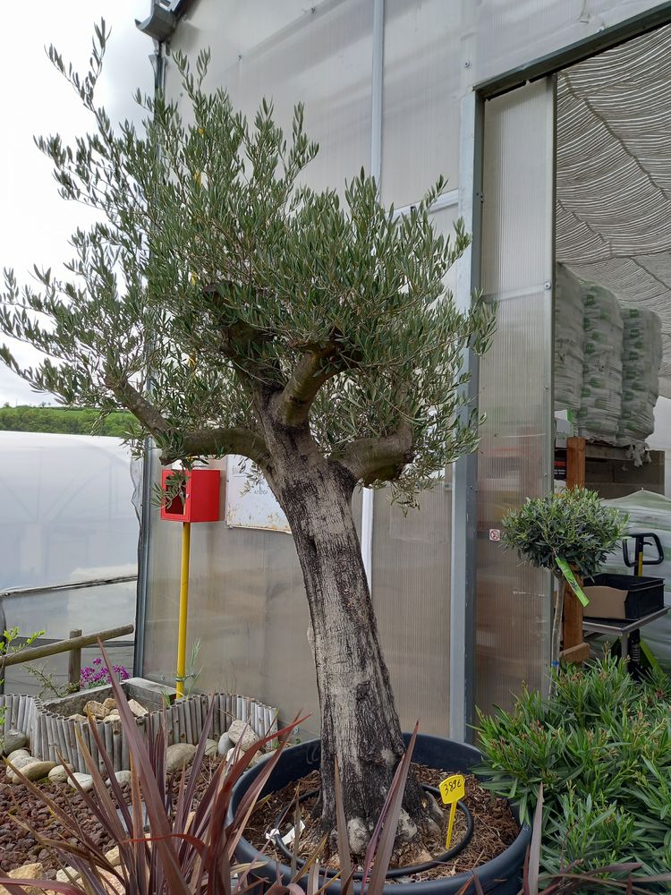 Arbre Arbre