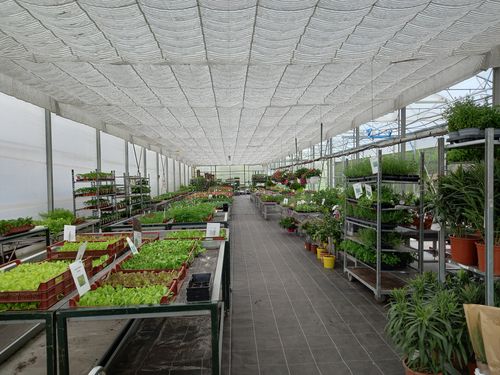 Plants et légumes